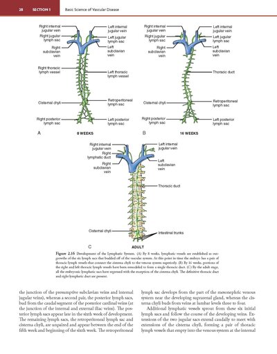 Rutherford's Vascular Surgery and Endovascular Therapy, 2-Volume Set