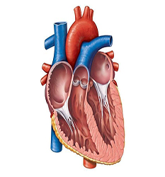 قلب - Cardiology