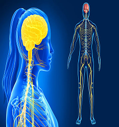 جراحی مغز و اعصاب و ستون فقرات - Neurological and Spine Surgery