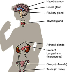 غدد - Endocrinology