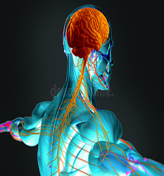 مغز و اعصاب - Neurology