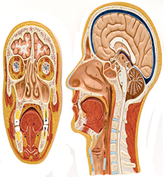 گوش، حلق، بینی و جراحی سر و گردن - ENT & Head and Neck Surgery