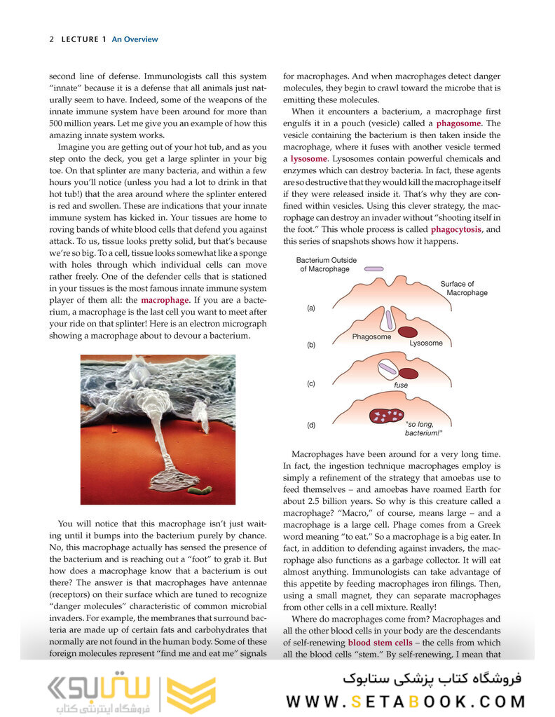How the Immune System Works, 6th Edition2019