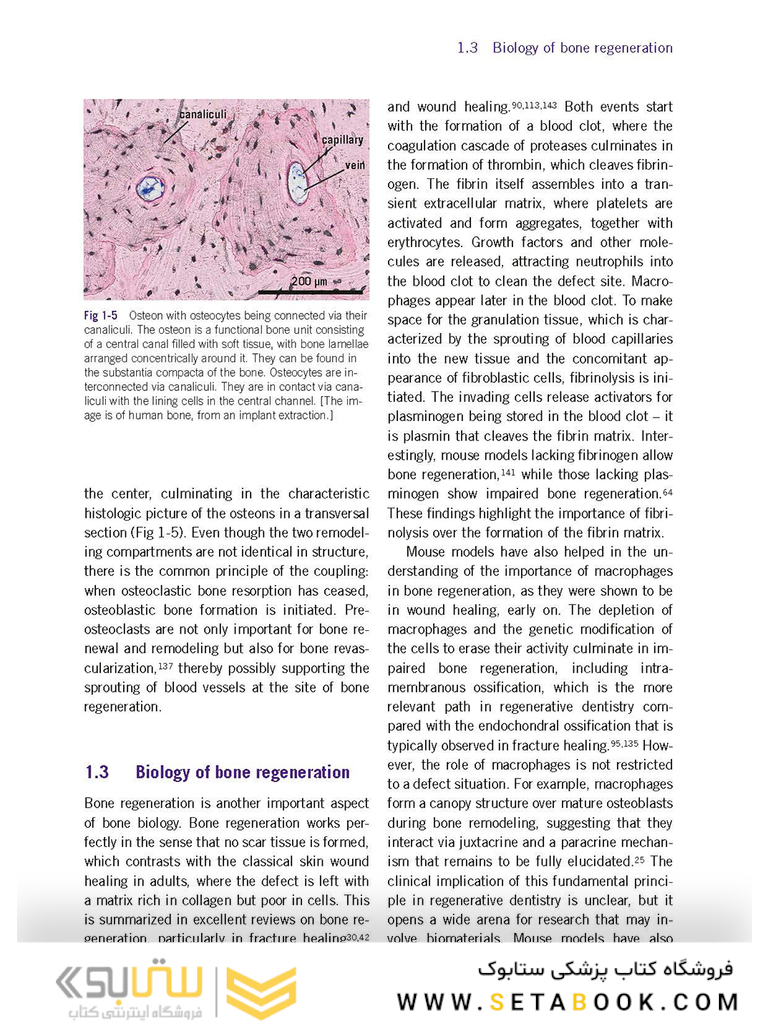 Bone and Soft Tissue Augmentation in Implantology 2022