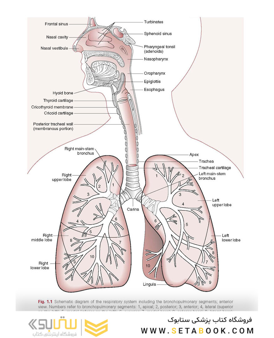 Respiratory Physiology: Mosby Physiology Series 2nd Edition