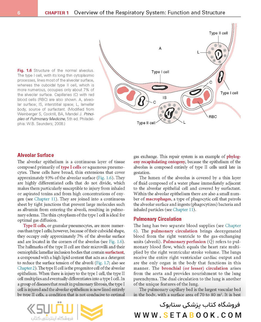 Respiratory Physiology: Mosby Physiology Series 2nd Edition