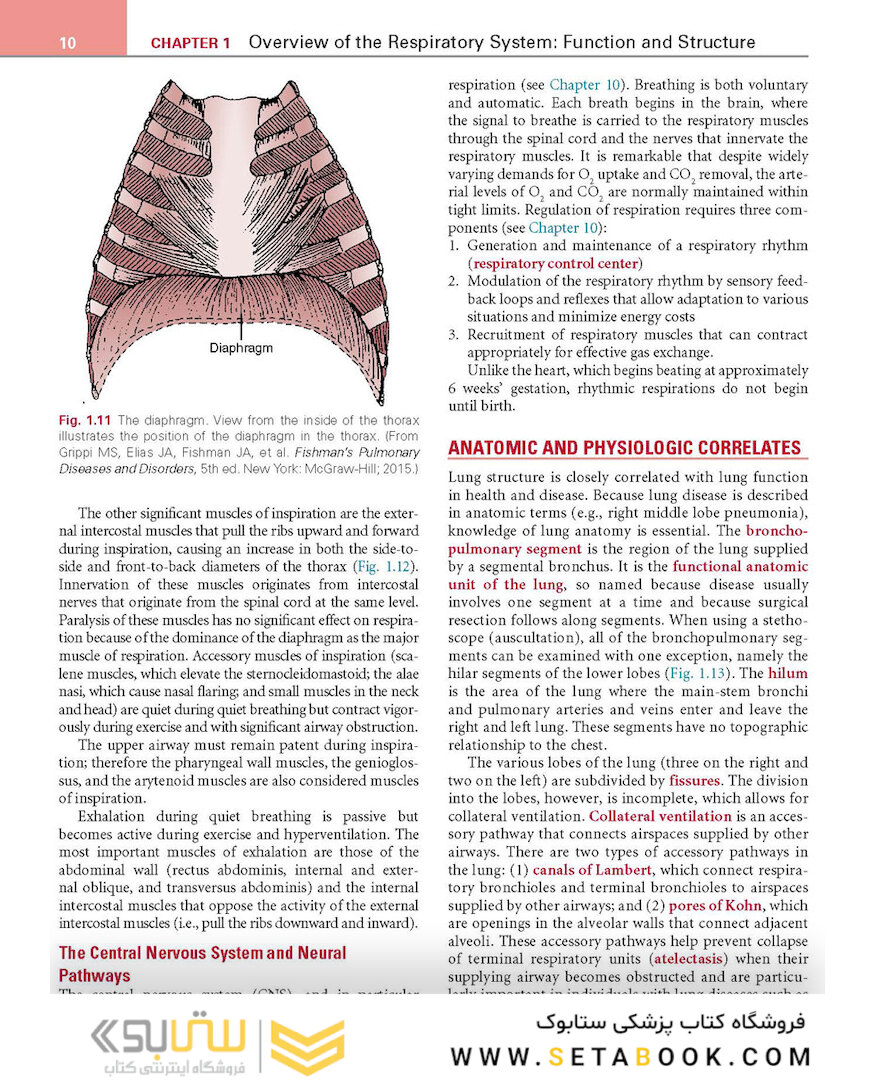 Respiratory Physiology: Mosby Physiology Series 2nd Edition