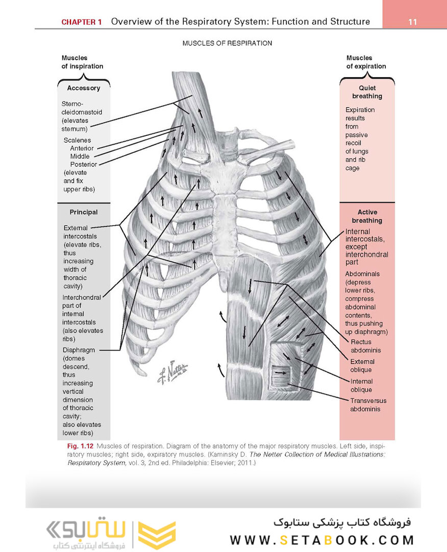 Respiratory Physiology: Mosby Physiology Series 2nd Edition