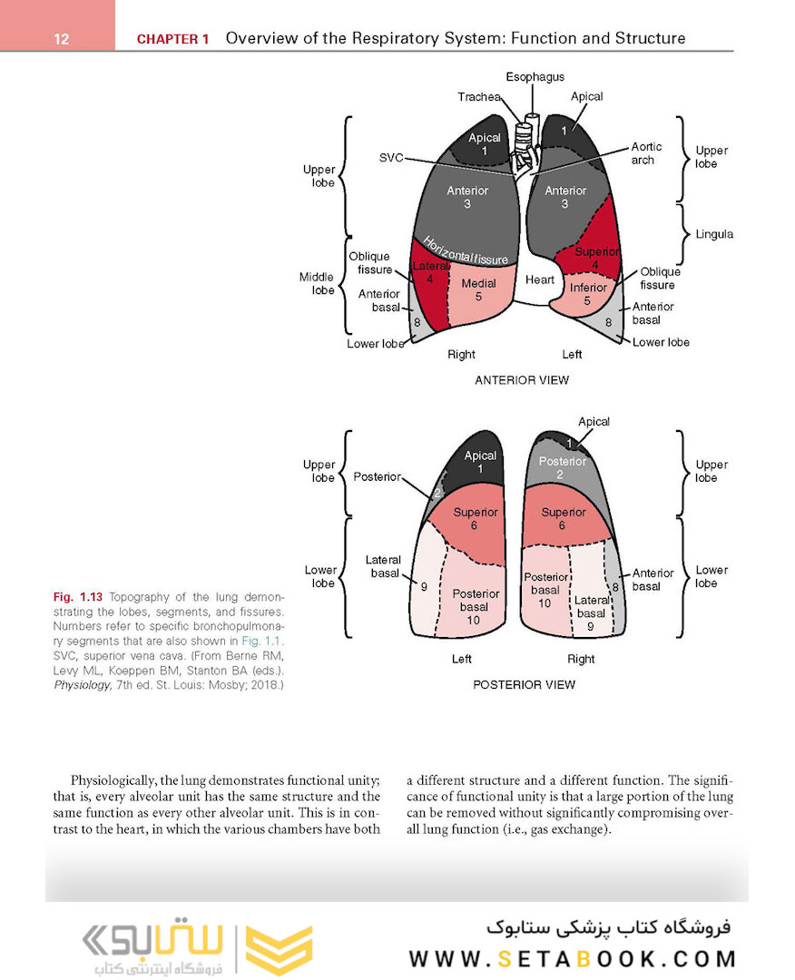 Respiratory Physiology: Mosby Physiology Series 2nd Edition