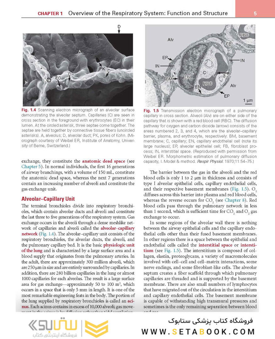Respiratory Physiology: Mosby Physiology Series 2nd Edition