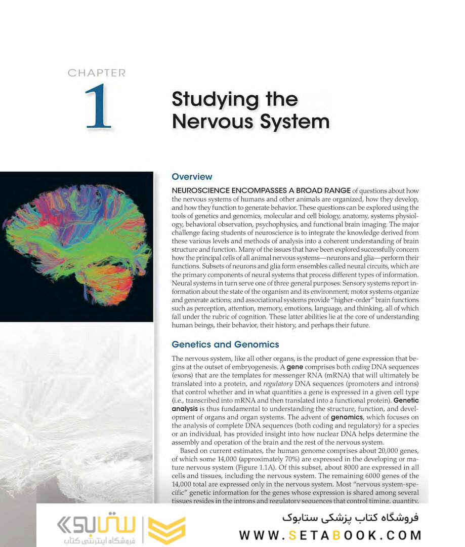 Neuroscience 6th Edition