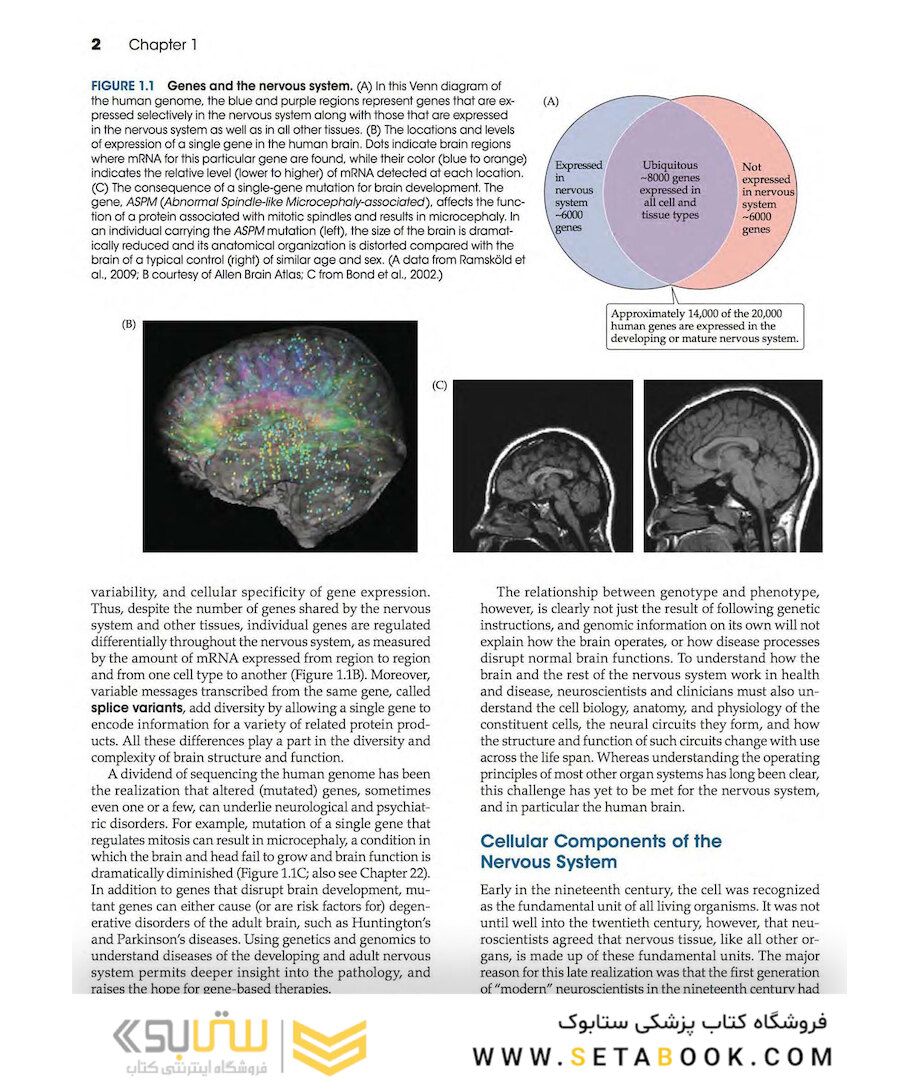 Neuroscience 6th Edition
