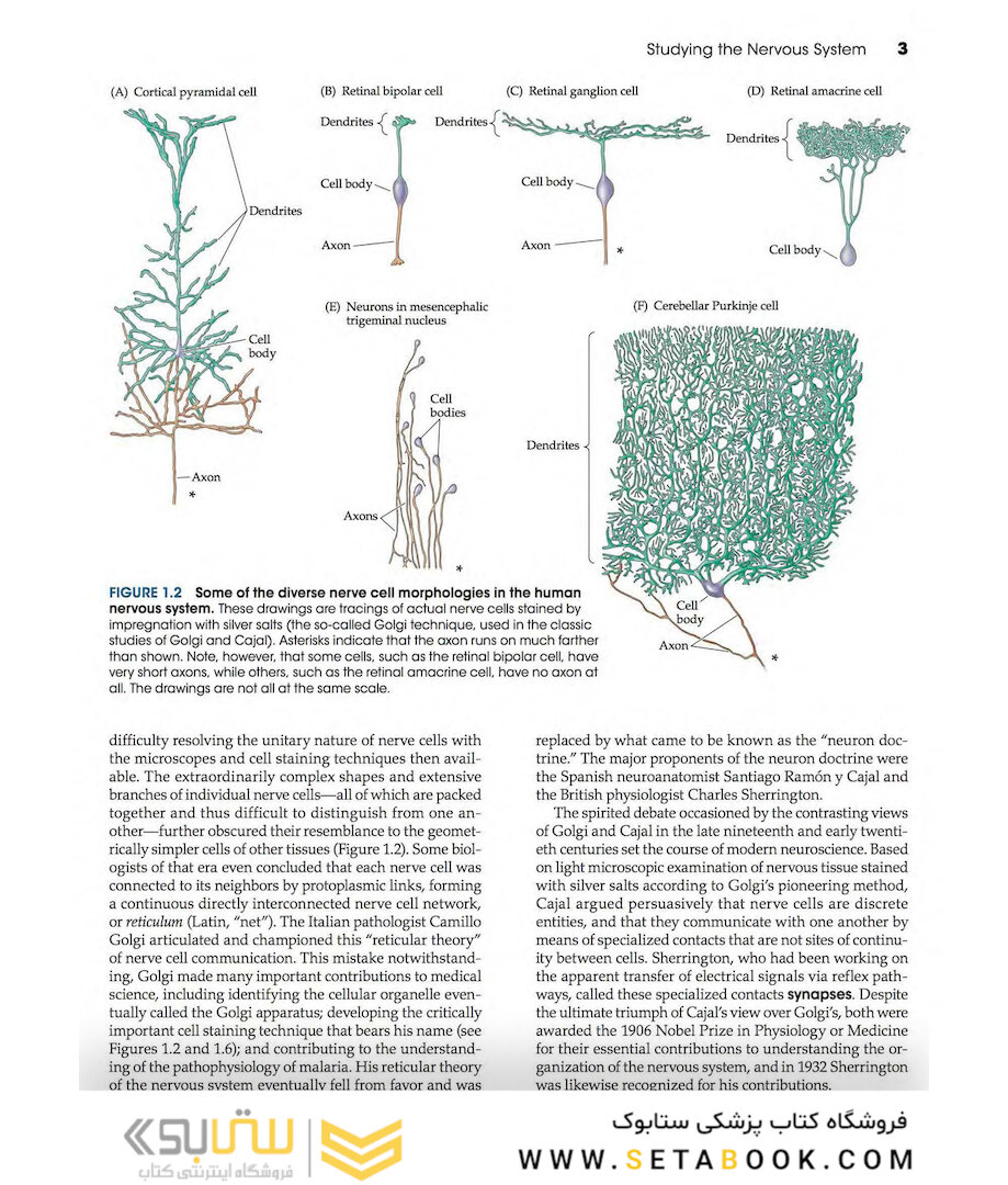 Neuroscience 6th Edition