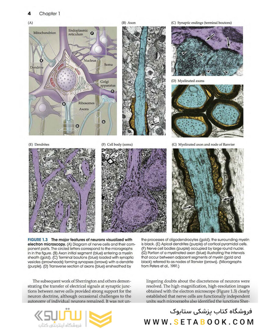 Neuroscience 6th Edition