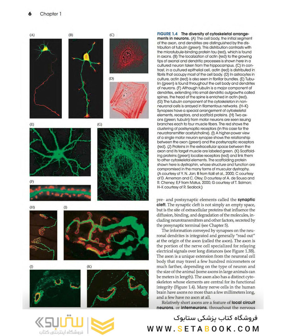 Neuroscience 6th Edition