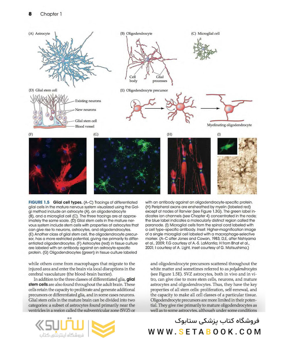 Neuroscience 6th Edition