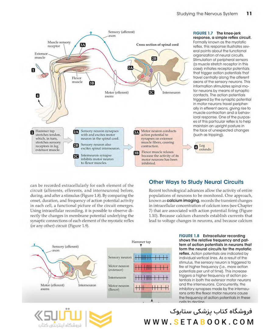 Neuroscience 6th Edition