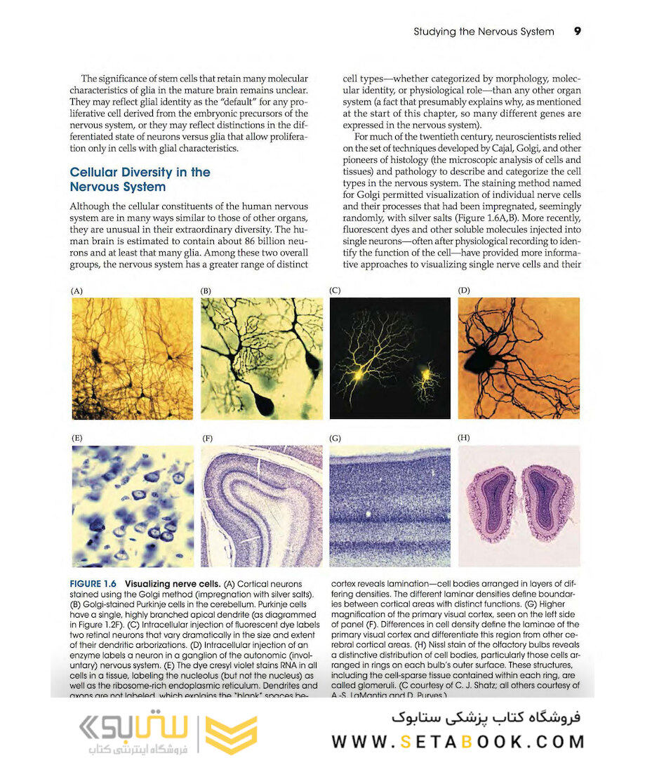 Neuroscience 6th Edition
