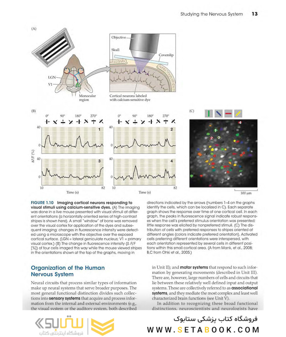 Neuroscience 6th Edition