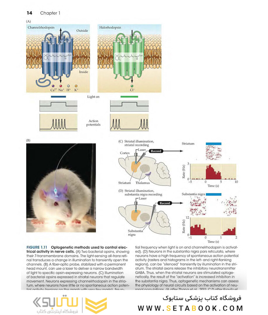 Neuroscience 6th Edition