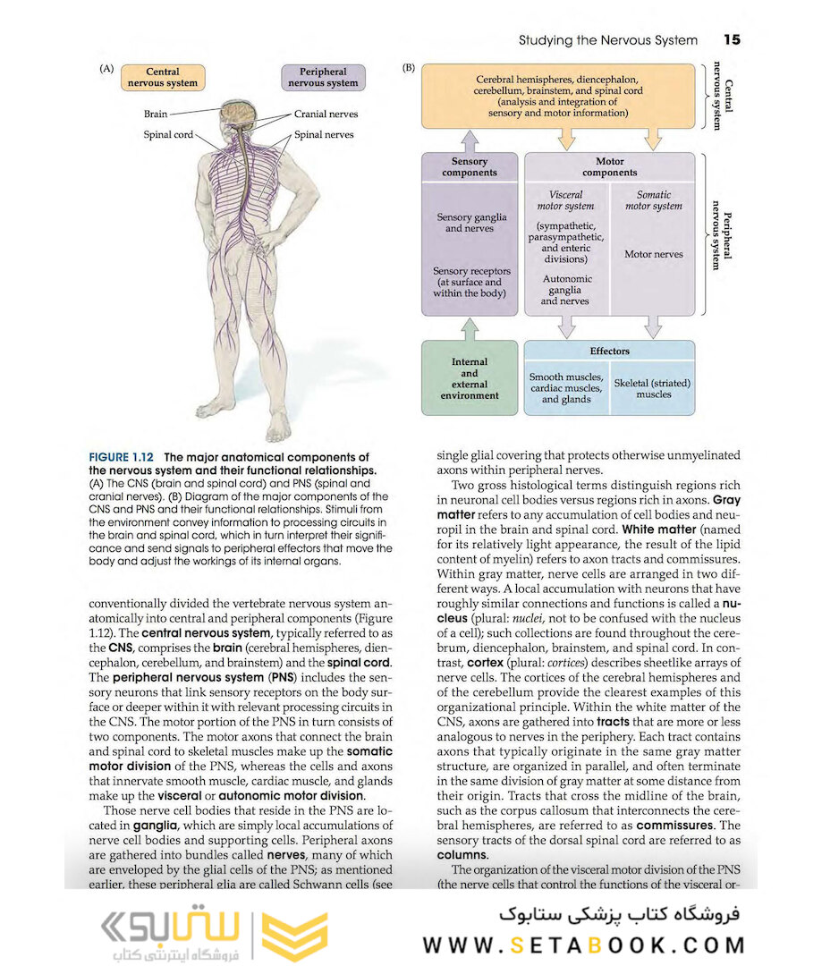 Neuroscience 6th Edition