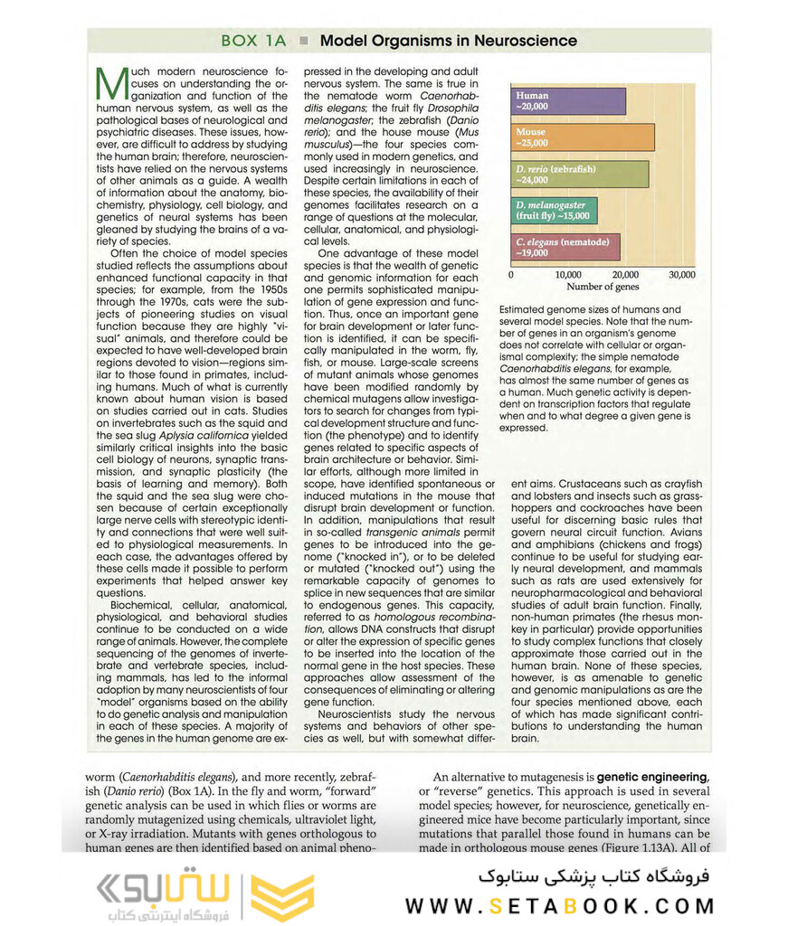 Neuroscience 6th Edition