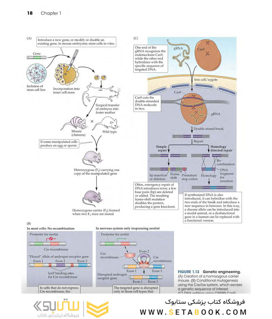 Neuroscience 6th Edition