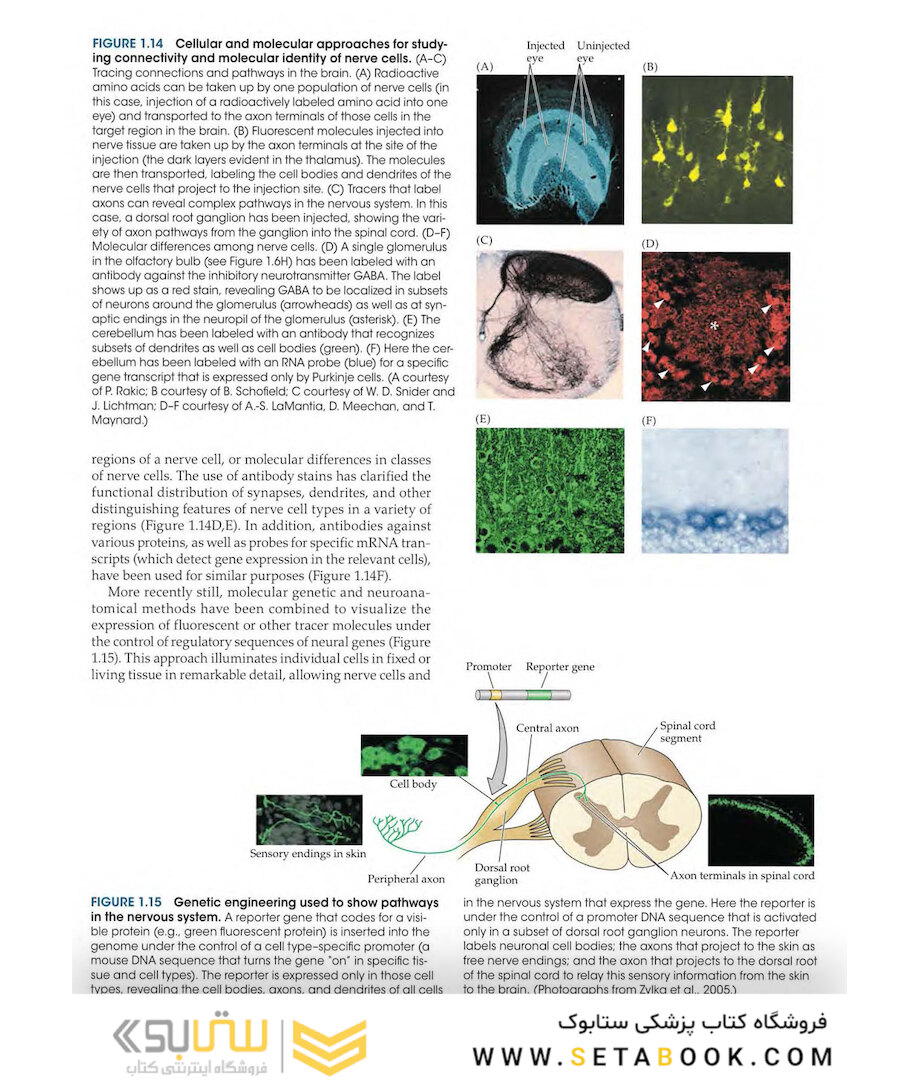 Neuroscience 6th Edition