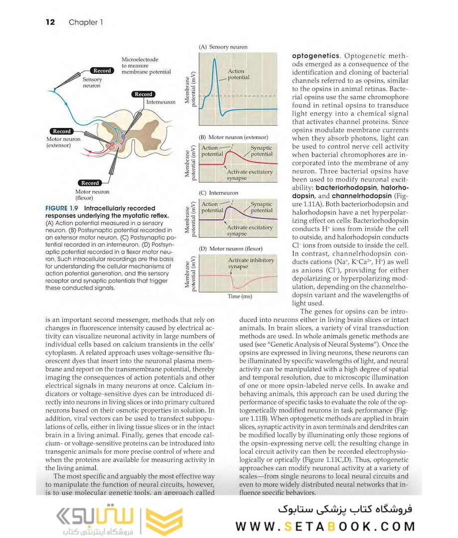 Neuroscience 6th Edition