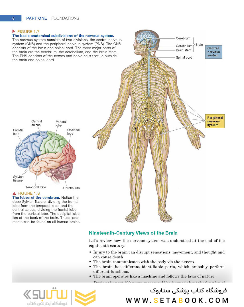 Neuroscience : Exploring the Brain 4th Edicion