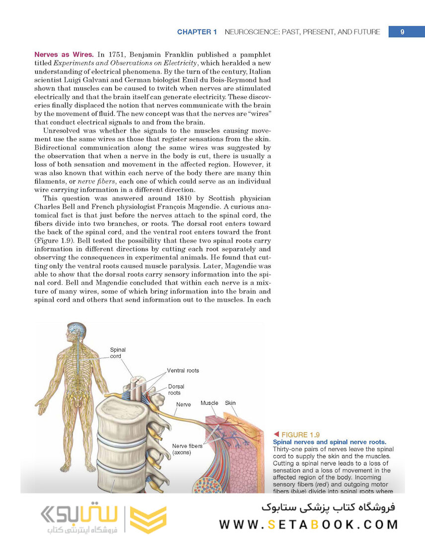 Neuroscience : Exploring the Brain 4th Edicion