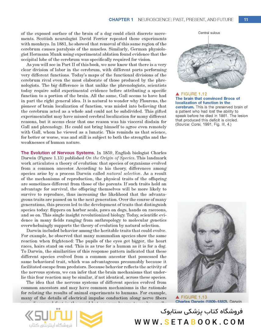 Neuroscience : Exploring the Brain 4th Edicion