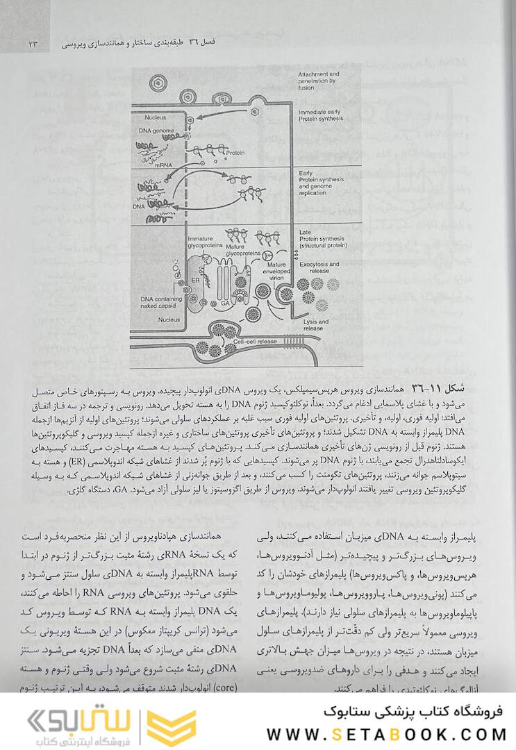 میکروب شناسی مورای جلد دوم 2021 ویروس شناسی، انگل شناسی، قارچ شناسی