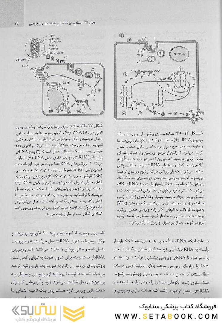 میکروب شناسی مورای جلد دوم 2021 ویروس شناسی، انگل شناسی، قارچ شناسی
