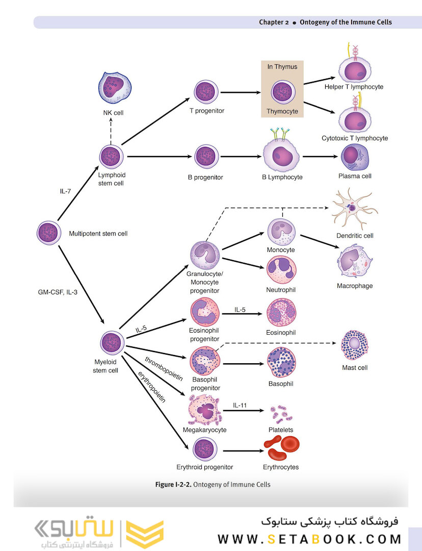 USMLE Step 1 Lecture Notes 2022: Immunology and Microbiology