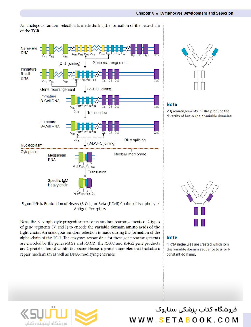 USMLE Step 1 Lecture Notes 2022: Immunology and Microbiology