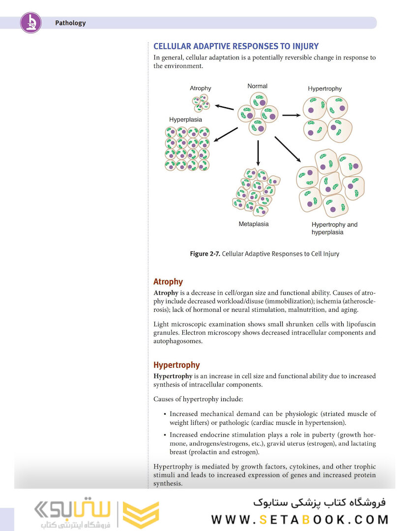 USMLE Step 1 Lecture Notes 2022:pathology