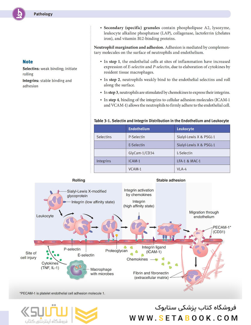 USMLE Step 1 Lecture Notes 2022:pathology