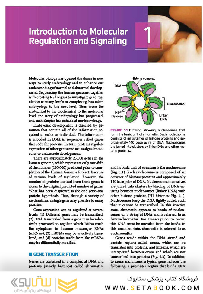 Langman’s Medical Embryology , 14th edition