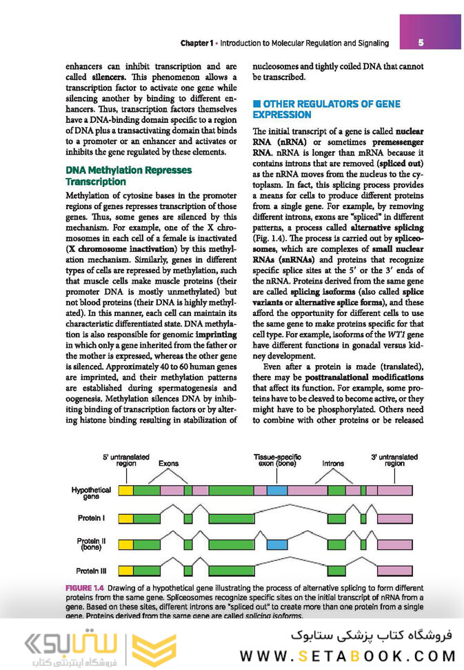 Langman’s Medical Embryology , 14th edition