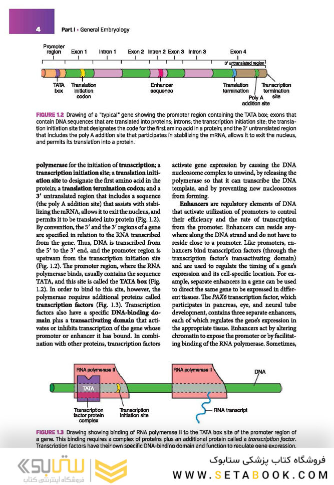 Langman’s Medical Embryology , 14th edition