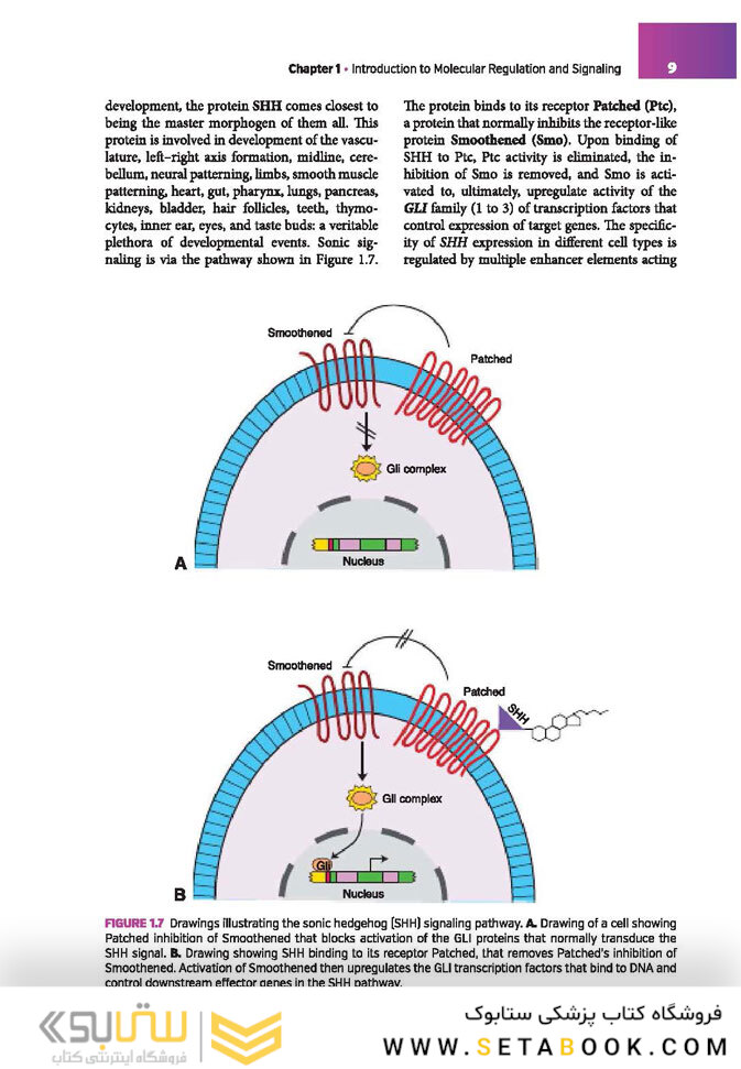 Langman’s Medical Embryology , 14th edition