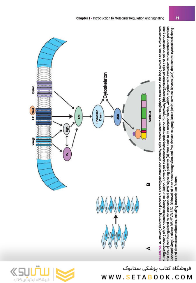 Langman’s Medical Embryology , 14th edition