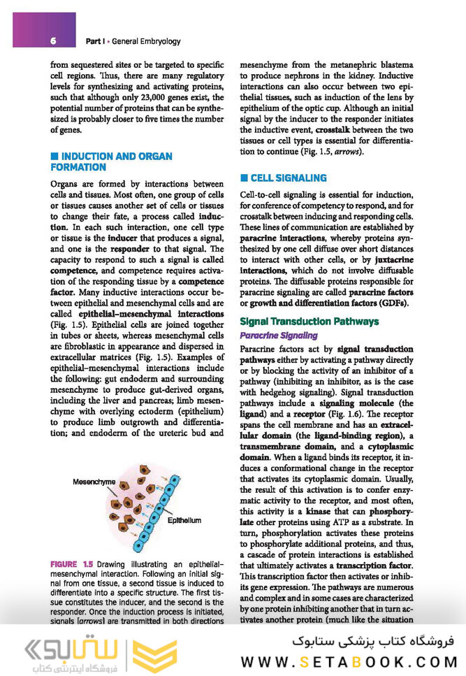 Langman’s Medical Embryology , 14th edition