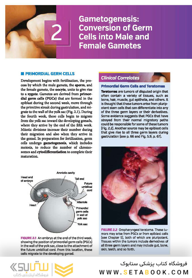 Langman’s Medical Embryology , 14th edition
