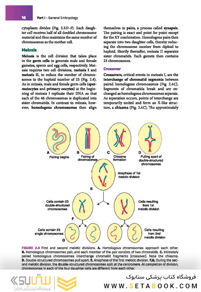 Langman’s Medical Embryology , 14th edition