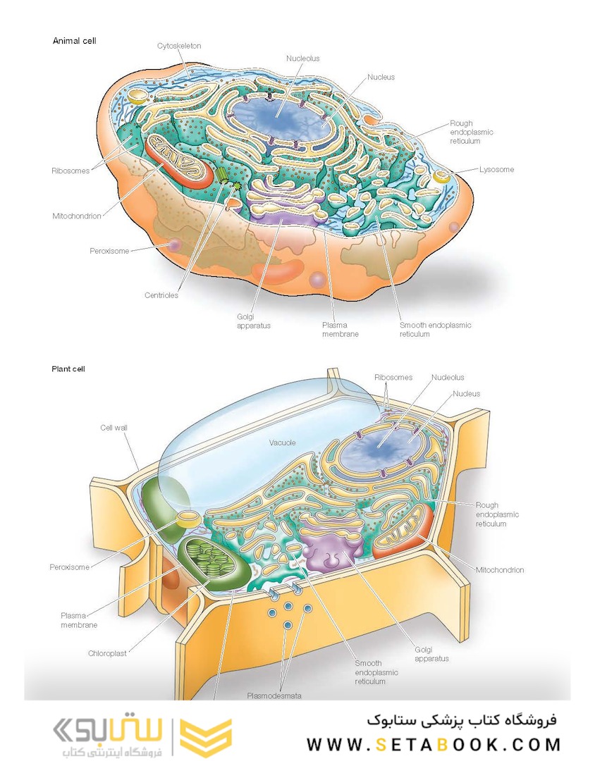 The Cell: A Molecular Approach 8th Edition 2019