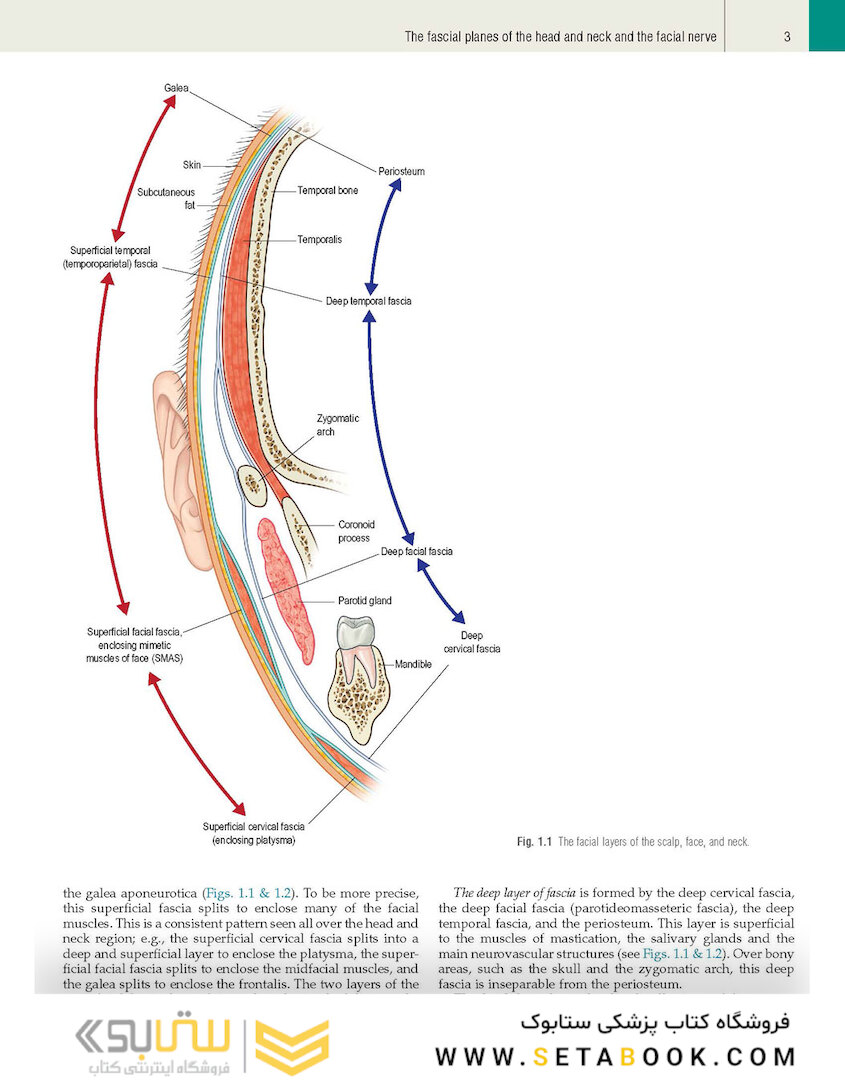 Plastic Surgery: Volume 3: Craniofacial, Head and Neck Surgery and Pediatric Plastic Surgery 4th Edicion 2018