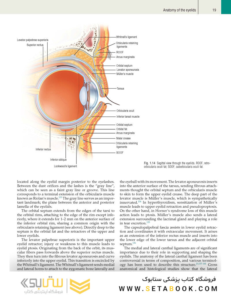 Plastic Surgery: Volume 3: Craniofacial, Head and Neck Surgery and Pediatric Plastic Surgery 4th Edicion 2018