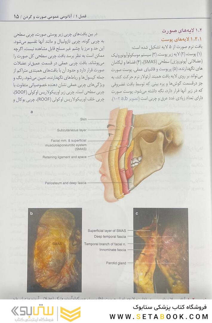 راهنمای کاربردی آناتومی بالینی صورت در تزریق فیلر و سم بوتولینوم